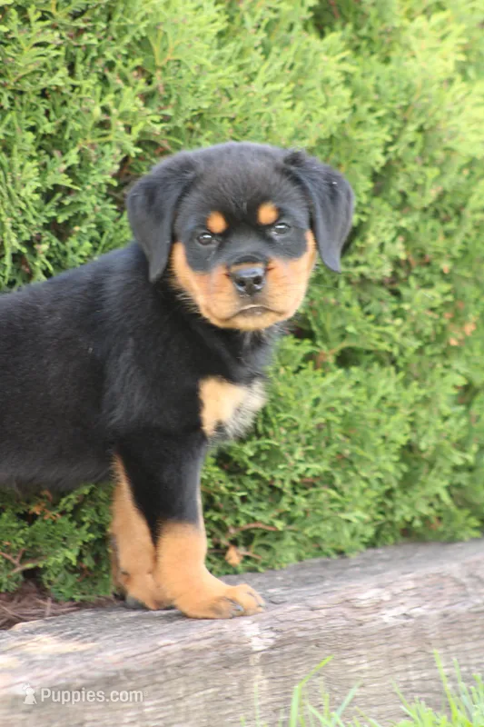 Dynamite – Rottweiler puppy for sale in Newville, PA