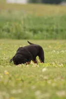 Sandra , a female Rottweiler for sale in Newville, PA – 2 of 7