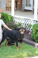 Danielle, a female Rottweiler for sale in Newville, PA – 6 of 8