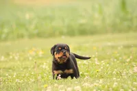 Sandra , a female Rottweiler for sale in Newville, PA – 3 of 7