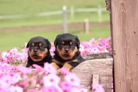 Sadie, a female Rottweiler for sale in Newville, PA – 5 of 10