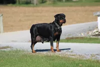 Shasta, a female Rottweiler for sale in Newville, PA – 7 of 9