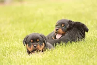Shasta, a female Rottweiler for sale in Newville, PA – 5 of 9