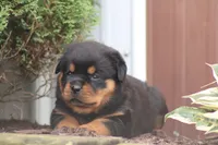 Felicity, a female Rottweiler for sale in Newville, PA – 4 of 9