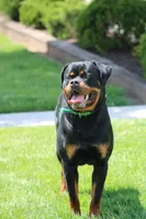 Dutin, a male Rottweiler for sale in Newville, PA – 6 of 8