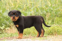 Sandra , a female Rottweiler for sale in Newville, PA – 5 of 7