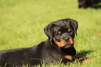 Sammy , a male Rottweiler for sale in Newville, PA – 4 of 8