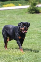 Robby, a male Rottweiler for sale in Newville, PA – 6 of 6