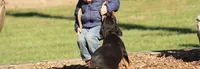 Sammy , a male Rottweiler for sale in Newville, PA – 6 of 8