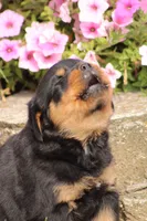 Fiona, a female Rottweiler for sale in Newville, PA – 2 of 9