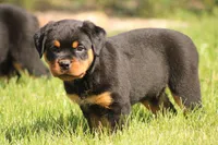 Robby, a male Rottweiler for sale in Newville, PA – 3 of 6