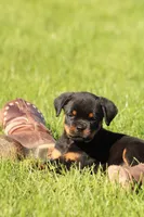 Tucker, a male Rottweiler for sale in Newville, PA – 1 of 7