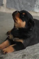 Sadie, a female Rottweiler for sale in Newville, PA – 2 of 10