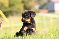 Tucker, a male Rottweiler for sale in Newville, PA – 4 of 7