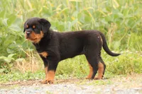 Sandra , a female Rottweiler for sale in Newville, PA – 7 of 7
