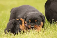 Shon, a male Rottweiler for sale in Newville, PA – 2 of 7