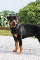Prince, a male Rottweiler for sale in Newville, PA – 2 of 6