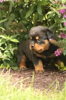Sadie, a female Rottweiler for sale in Newville, PA – 7 of 10