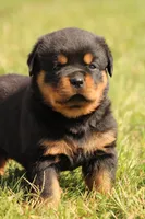 Felicity, a female Rottweiler for sale in Newville, PA – 1 of 9