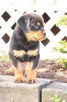 Davis, a male Rottweiler for sale in Newville, PA – 4 of 10