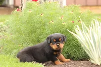 Ruby, a female Rottweiler for sale in Newville, PA – Photo 8 of 10