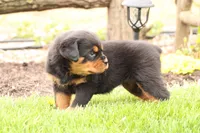 Ruby, a female Rottweiler for sale in Newville, PA – Photo 1 of 10