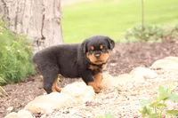 Ruby, a female Rottweiler for sale in Newville, PA – Photo 7 of 10