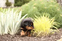 Ruby, a female Rottweiler for sale in Newville, PA – Photo 2 of 10