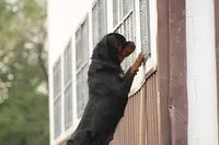 Ruby, a female Rottweiler for sale in Newville, PA – Photo 9 of 10