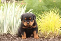 Ruby, a female Rottweiler for sale in Newville, PA – Photo 6 of 10