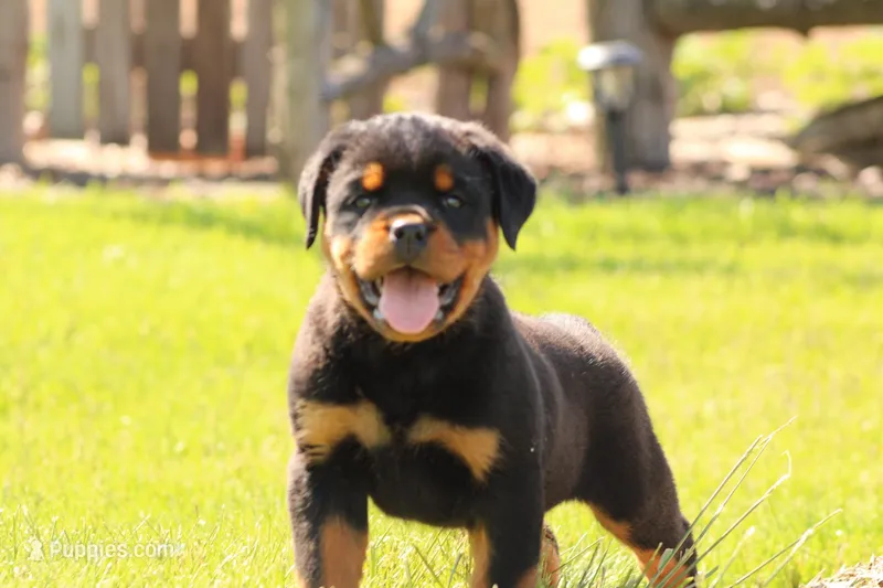 Ruby – Rottweiler puppy for sale in Newville, PA