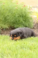 Ruby, a female Rottweiler for sale in Newville, PA – Photo 4 of 10