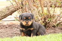 Ruby, a female Rottweiler for sale in Newville, PA – Photo 3 of 10