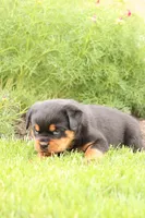 Ruby, a female Rottweiler for sale in Newville, PA – Photo 5 of 10