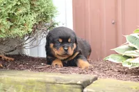 Felicity, a female Rottweiler for sale in Newville, PA – 2 of 9