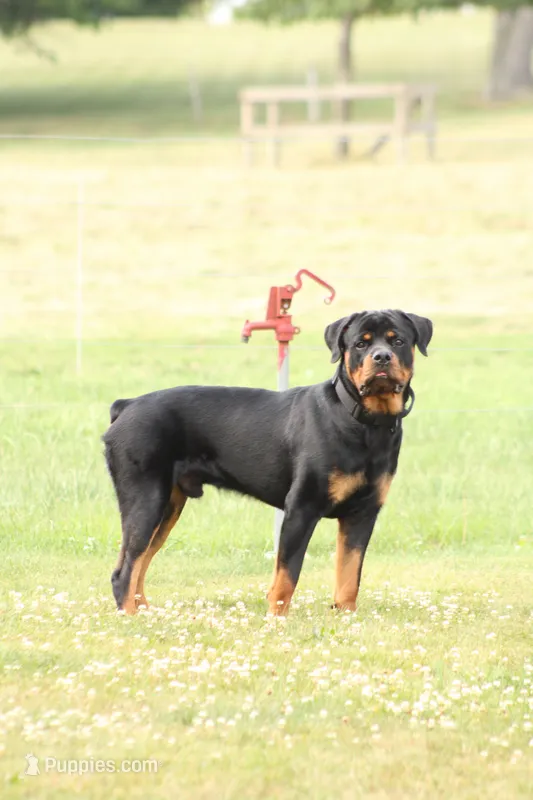 Prince – Rottweiler puppy for sale in Newville, PA