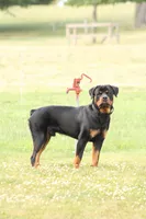 Prince, a male Rottweiler for sale in Newville, PA – 1 of 6