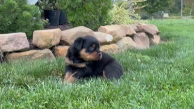 Felicity, a female Rottweiler for sale in Newville, PA – 9 of 9