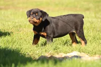Tilly, a female Rottweiler for sale in Newville, PA – 7 of 7