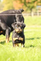 Tilly, a female Rottweiler for sale in Newville, PA – 1 of 7