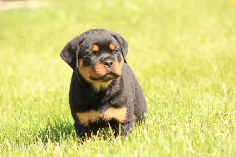 Shon – Rottweiler puppy for sale in Newville, PA
