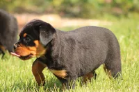 Kelly, a female Rottweiler for sale in Newville, PA – 7 of 9