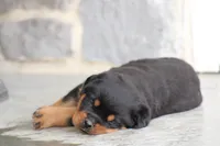 Sadie, a female Rottweiler for sale in Newville, PA – 3 of 10