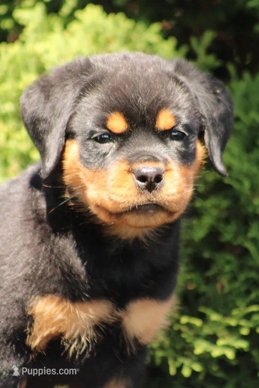 Dutin – Rottweiler puppy for sale in Newville, PA