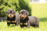 Dutin, a male Rottweiler for sale in Newville, PA – 5 of 8