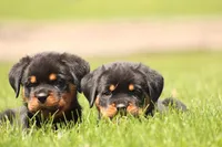 Davis, a male Rottweiler for sale in Newville, PA – 3 of 10