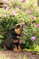 Sadie, a female Rottweiler for sale in Newville, PA – 4 of 10