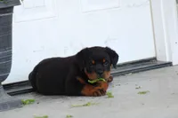 Sadie, a female Rottweiler for sale in Newville, PA – 2 of 10
