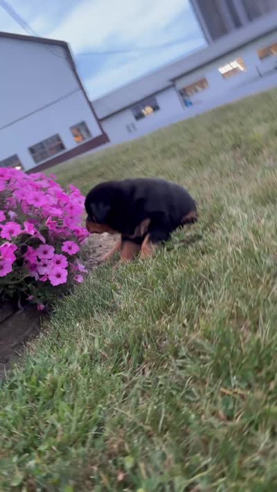 Fiona, a female Rottweiler for sale in Newville, PA – 9 of 9