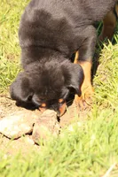 Tilly, a female Rottweiler for sale in Newville, PA – 4 of 7